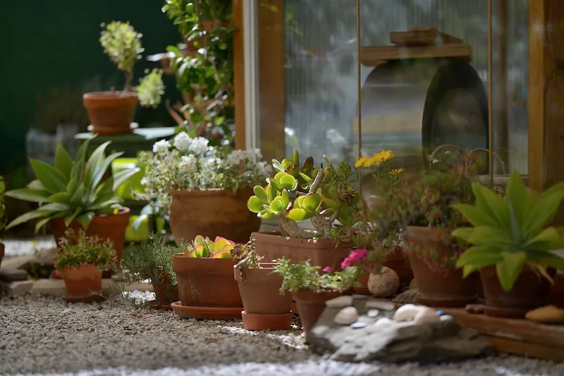Viele Pflanzen in Terrakottatöpfen, dicht beieinander im Garten