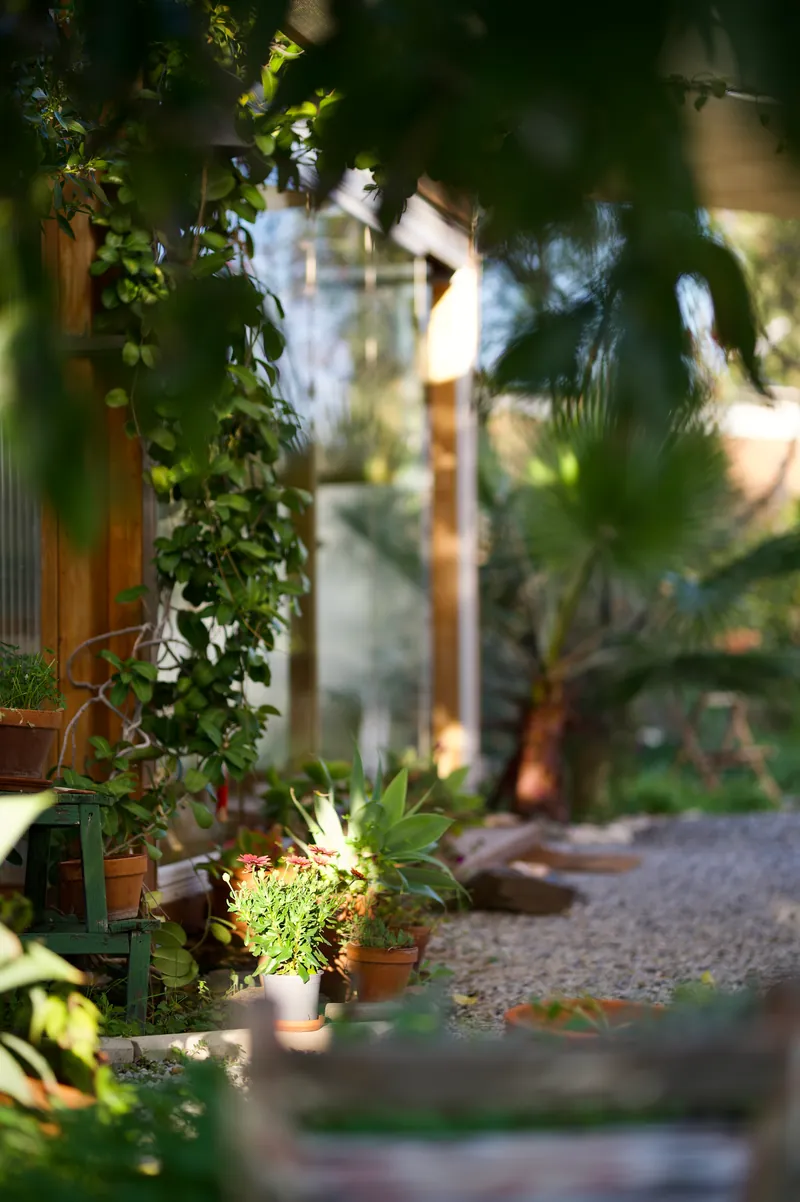 Sonniger Garten mit Kletterpflanzen, blühenden Topfblumen und einer Agave am Kiesweg