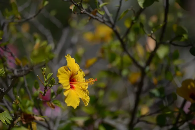 Gelbe Hibiskusblüte mit rotem Kelch zwischen grünen Zweigen